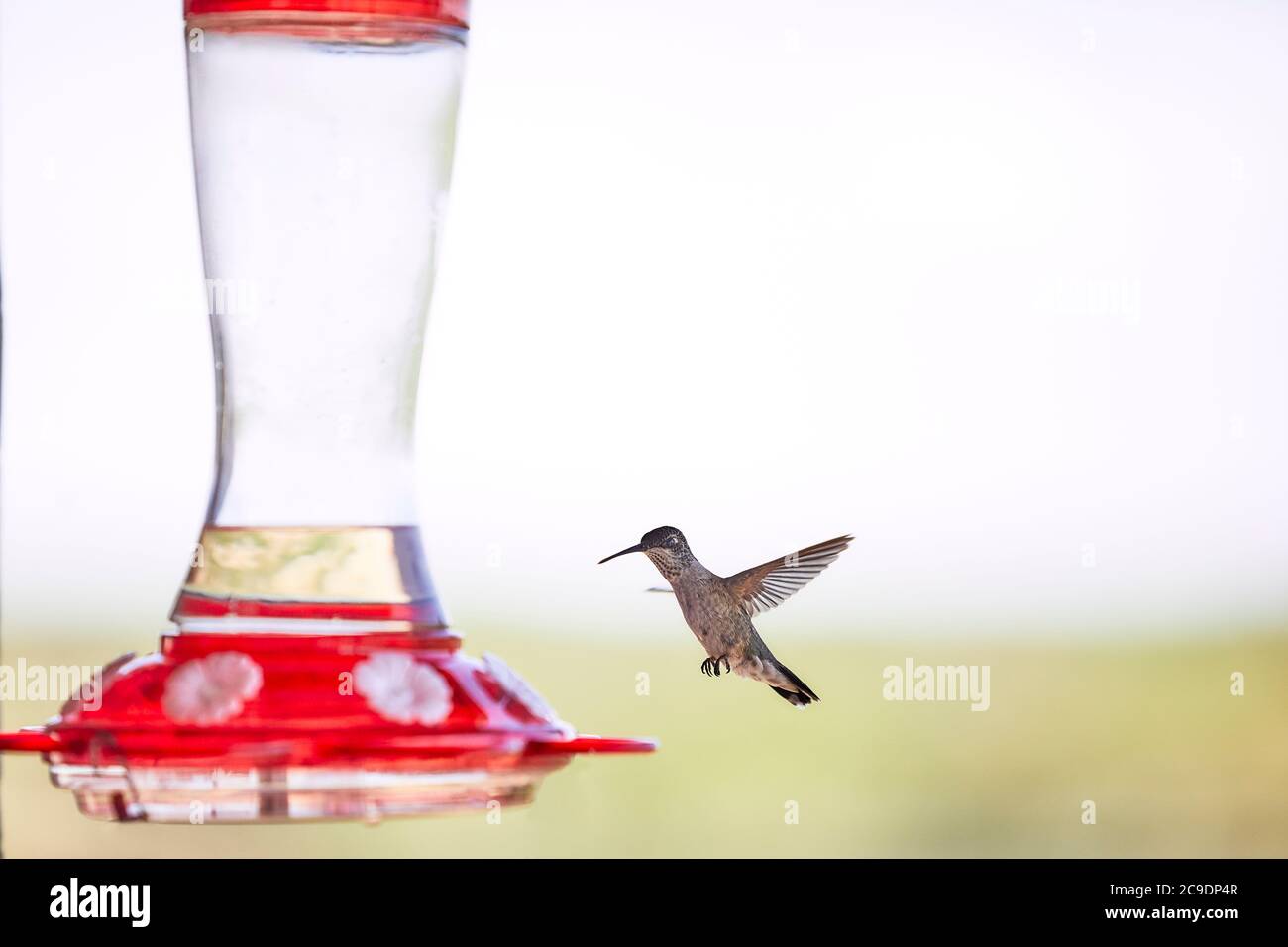 Hummingbird avvicinando un alimentatore Foto Stock