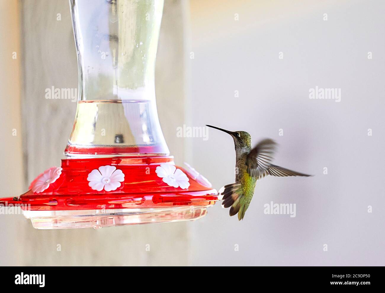 Hummingbird prepararsi ad avvicinarsi ad un alimentatore Foto Stock