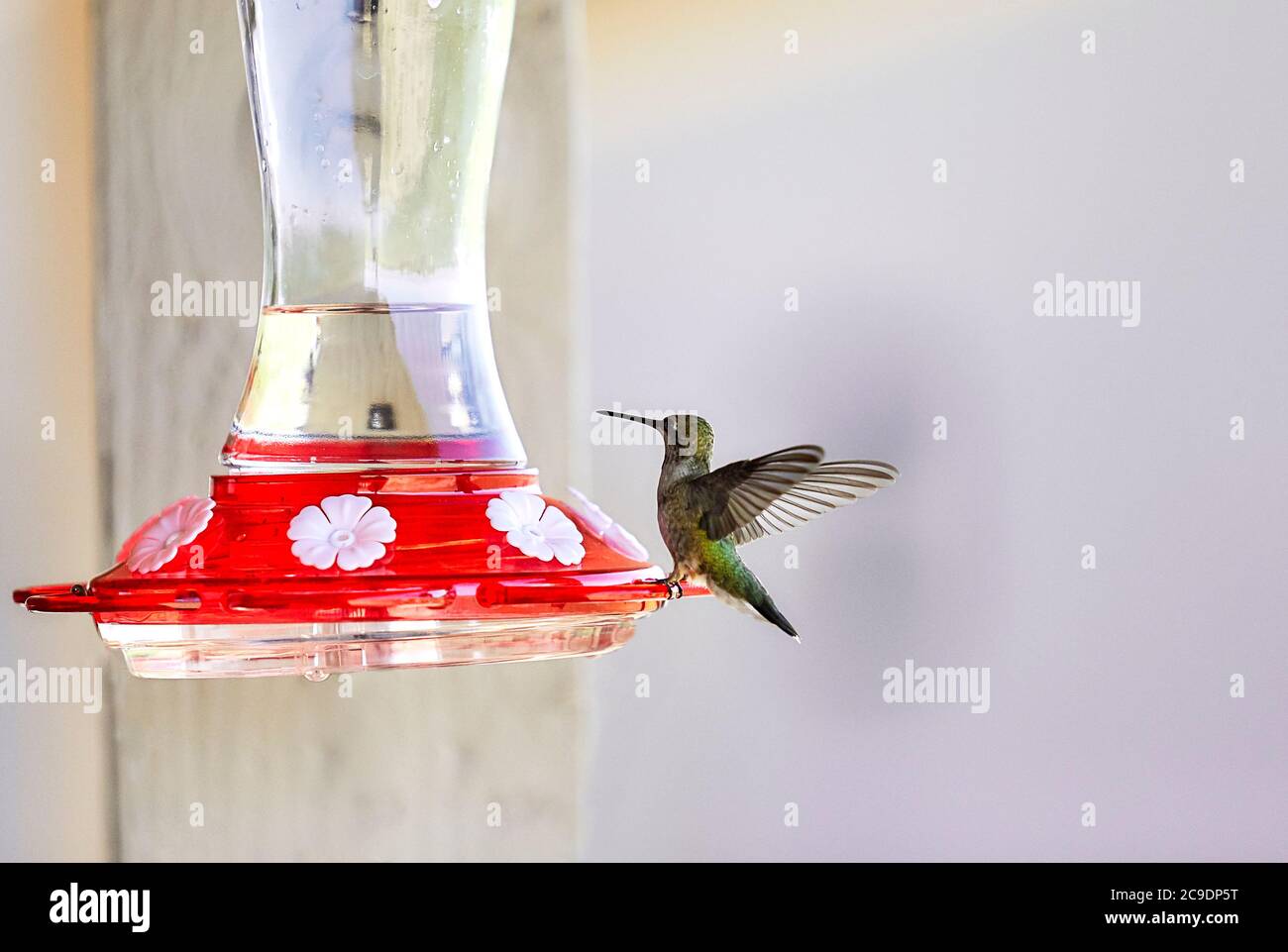 Hummingbird prepararsi ad avvicinarsi ad un alimentatore Foto Stock
