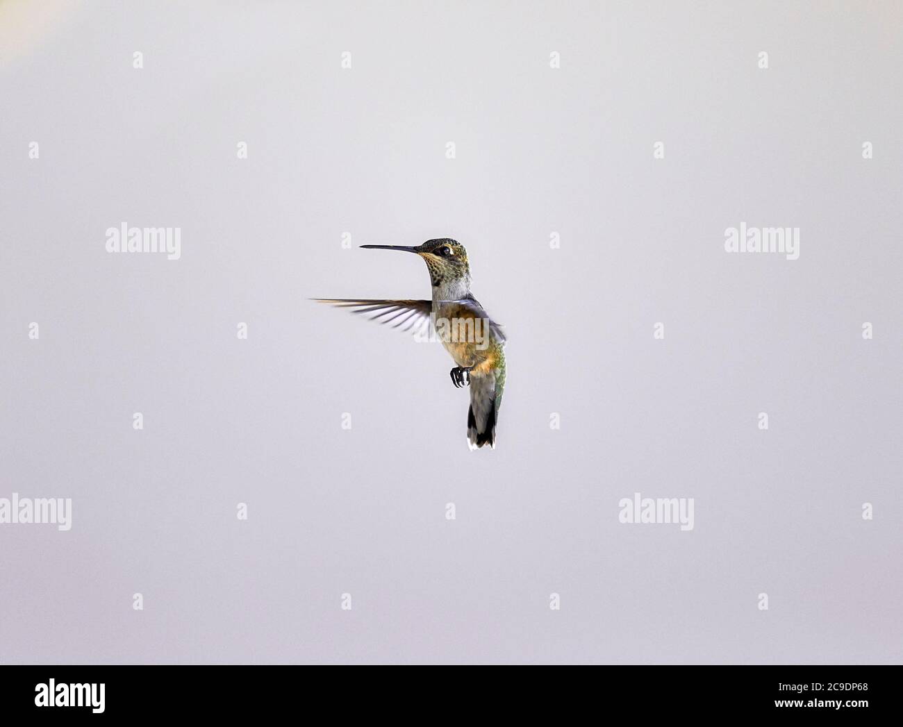 Hummingbird volando in aria ottenendo pronto ad avvicinarsi ad un alimentatore Foto Stock
