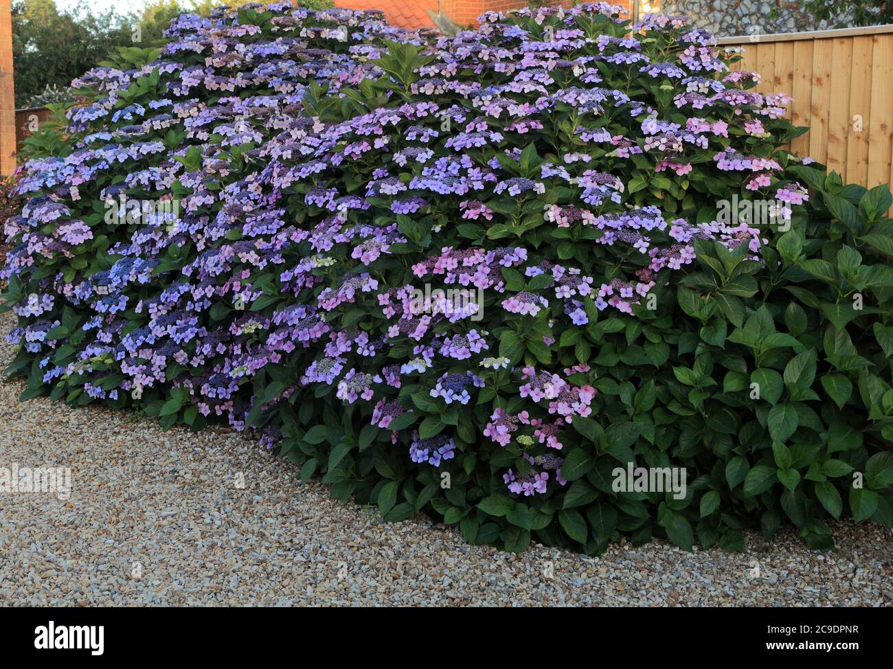 Giardino anteriore, ghiaia, Hydrangea macrophylla, 'Blue Wave', recinzione Foto Stock