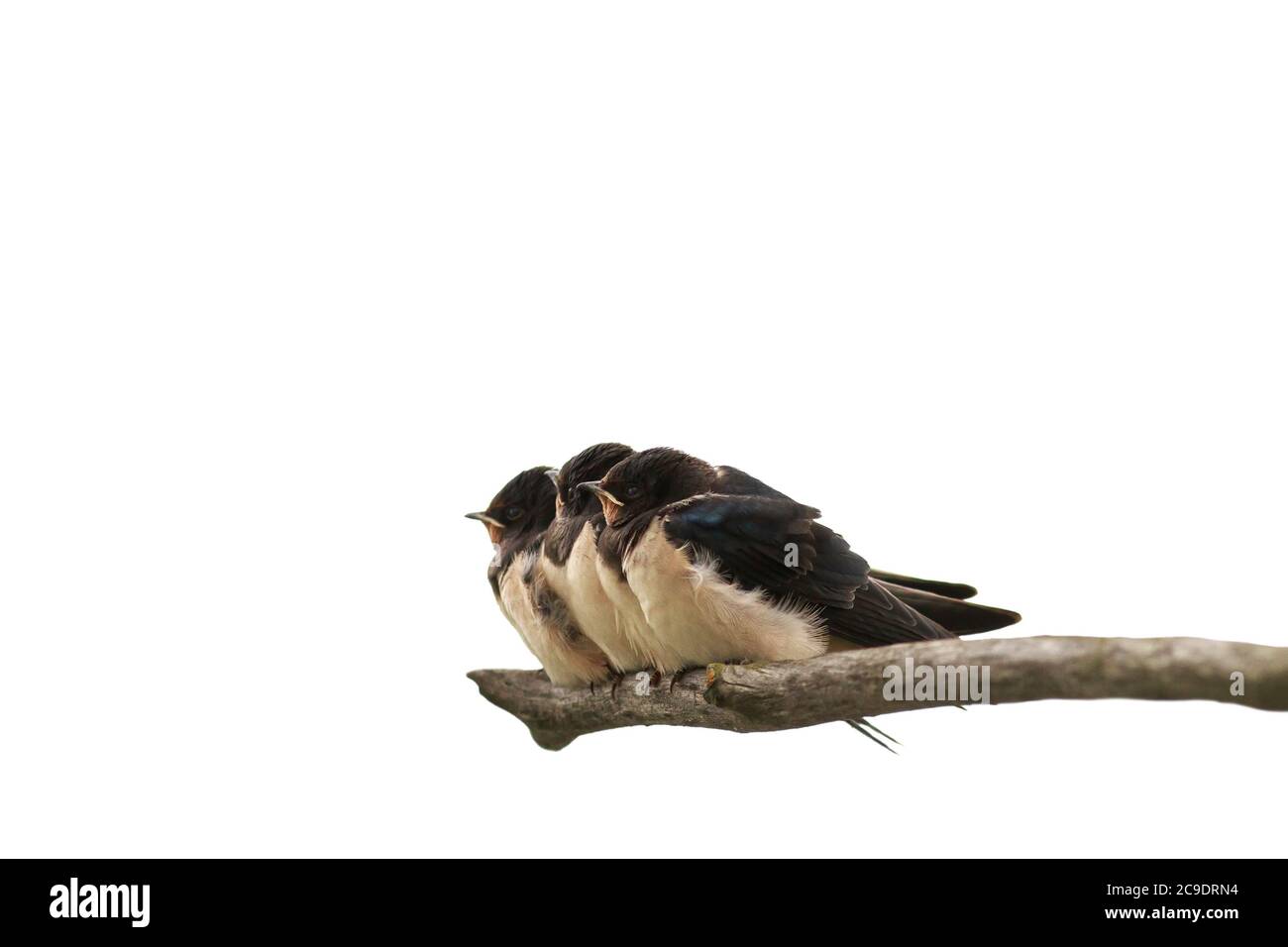 Sfondo naturale con tre piccoli uccelli Chicks villaggio swallows seduta su un ramo su uno sfondo bianco isolato Foto Stock