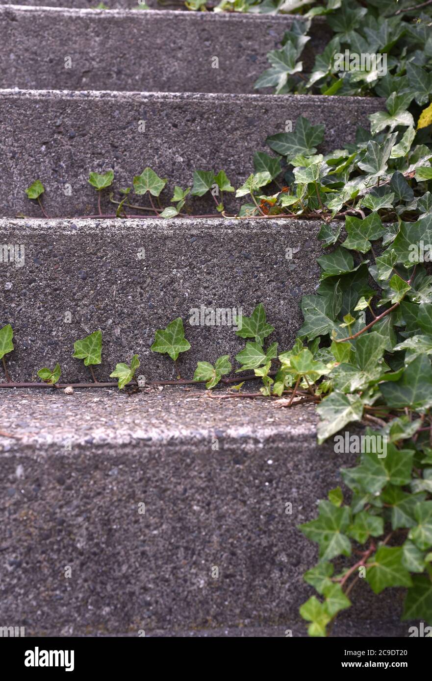 Ivy cresce attraverso passi concreti Foto Stock