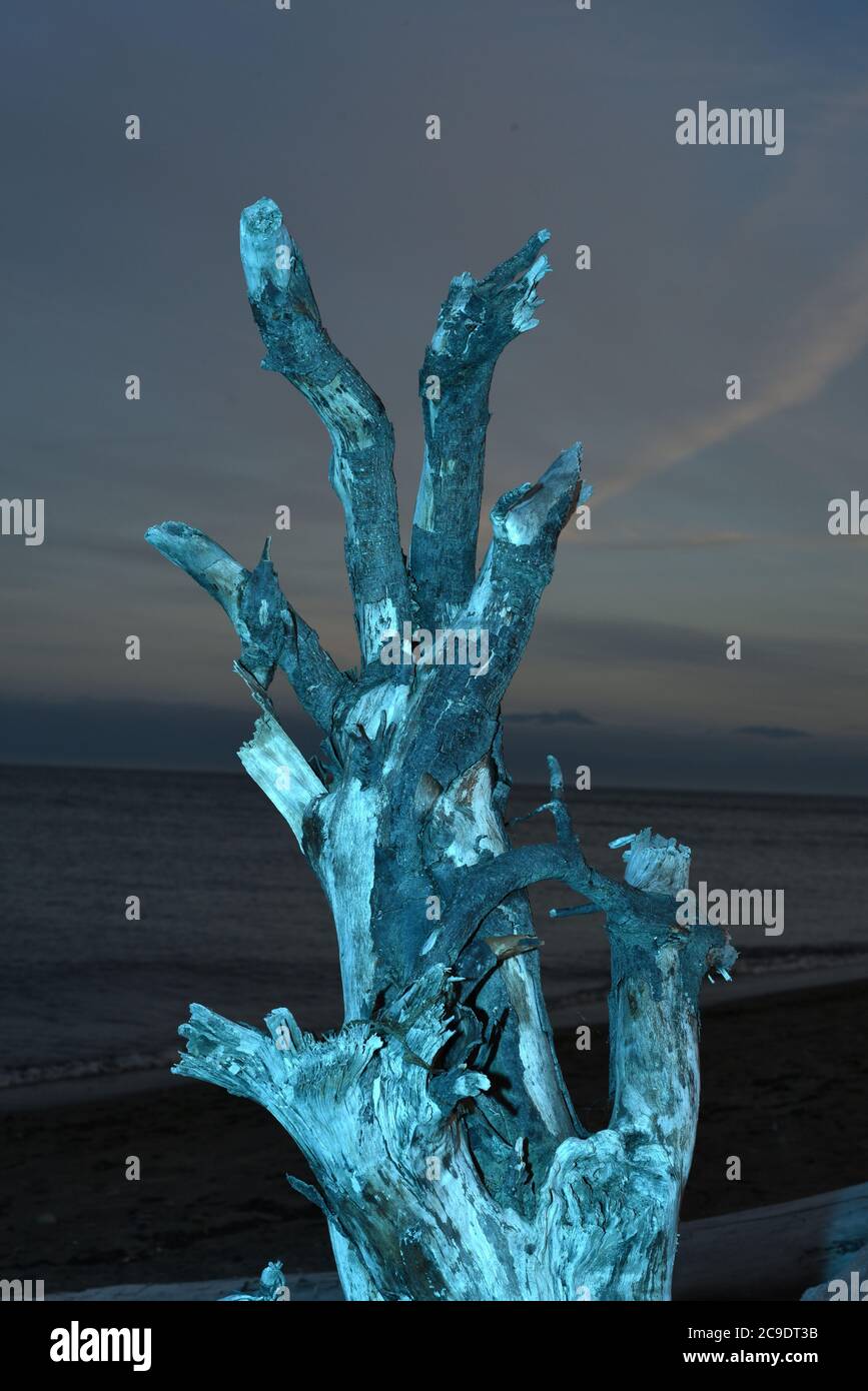 La radice di Driftwood è illuminata da un lampo blu contro un cielo crepuscolo Foto Stock
