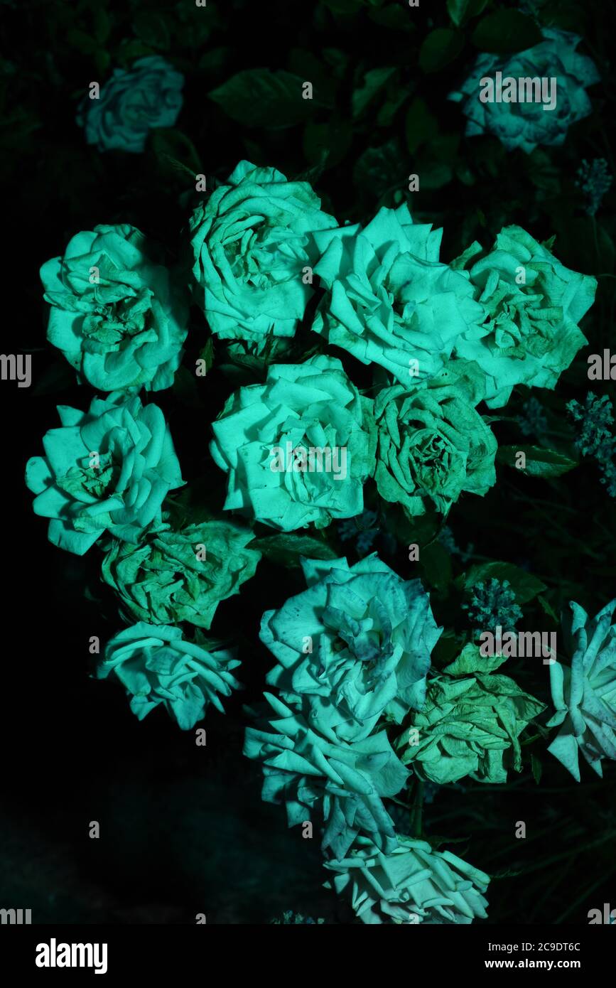 Le rose bianche sono illuminate da un lampeggiamento verde e blu di notte Foto Stock