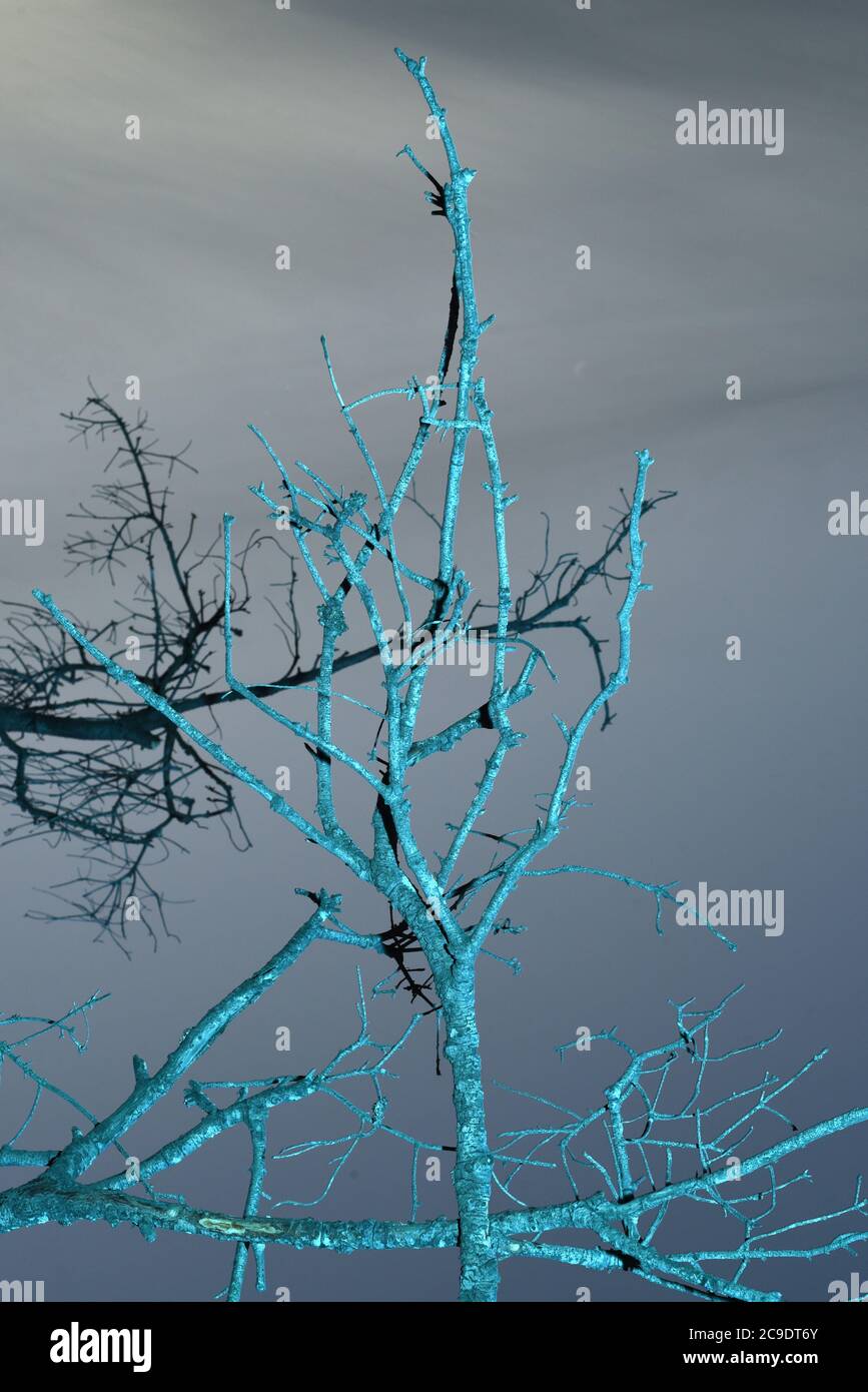 Rami di albero illuminati da un lampo blu contro un cielo scuro Foto Stock