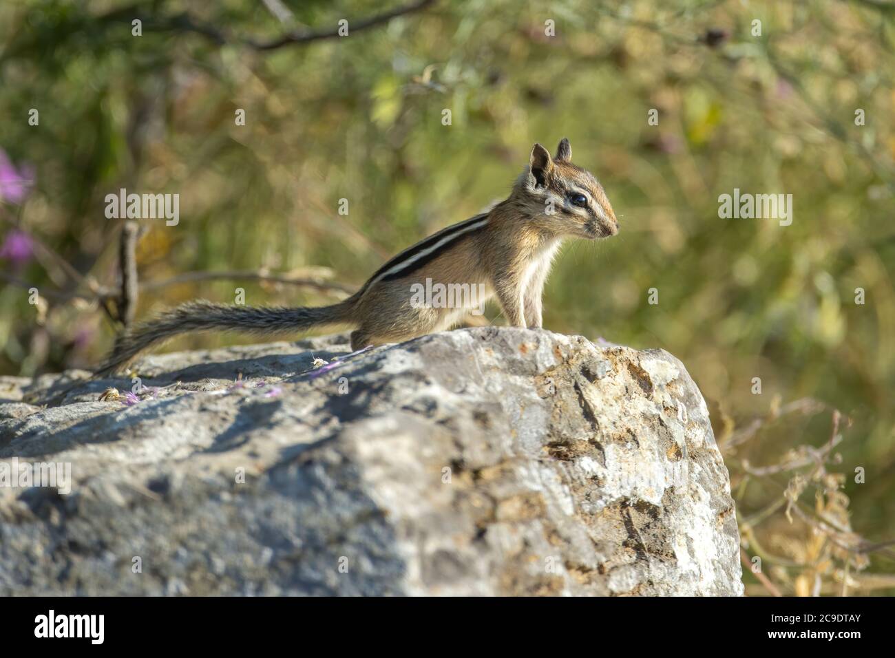 Un simpatico chipmunk sorge su una grande roccia al Farragut state Park, nell'Idaho settentrionale. Foto Stock