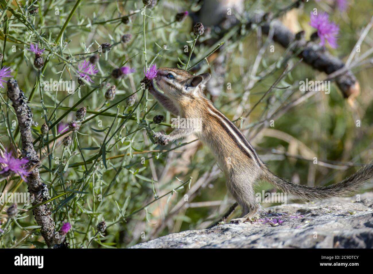 Un simpatico chipmunk raggiunge il fiore al Farragut state Park, nell'Idaho settentrionale. Foto Stock