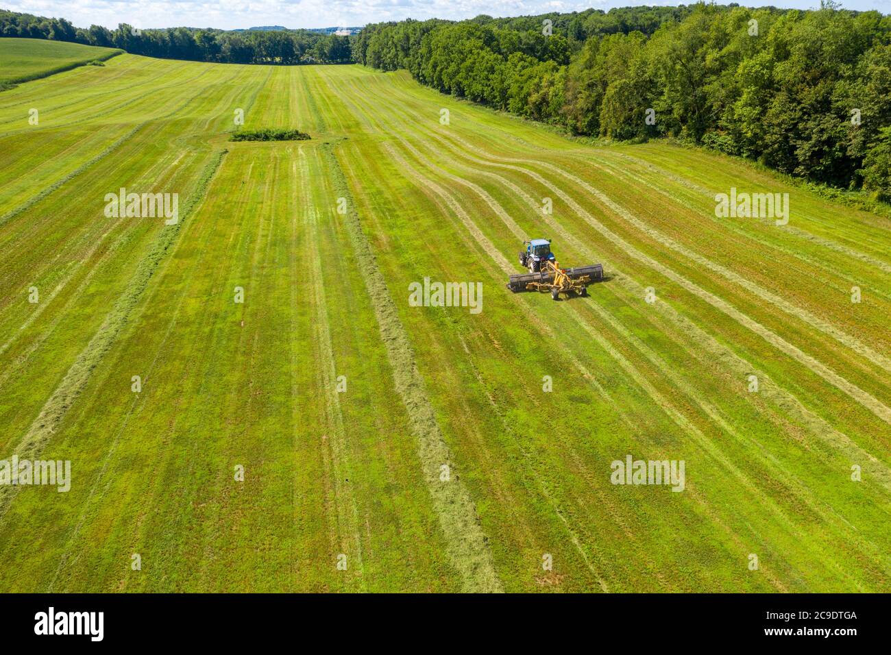 Hopkins, Michigan - UN trattore tira un rastrello di fieno attraverso un campo, impilando il fieno in andane. Foto Stock