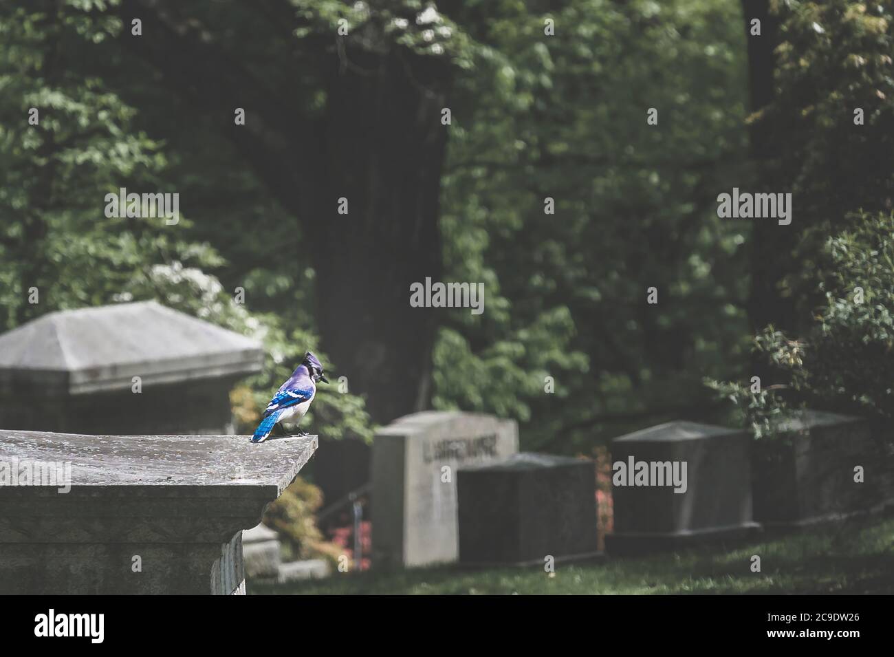 Un Blue Jay seduto su una lapide al Sleepy Hollow Cemetery, Upstate NY Foto Stock