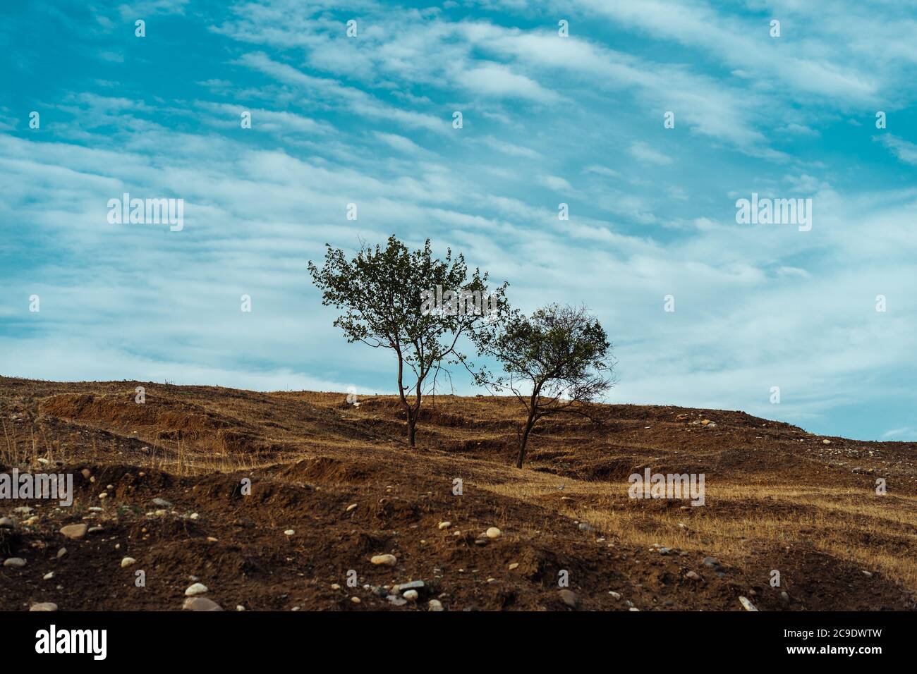 Alberi che crescono contro il cielo nuvoloso. Alberi sottili che crescono su una collina asciutta contro il cielo blu nuvoloso nella soleggiata giornata estiva in campagna Foto Stock