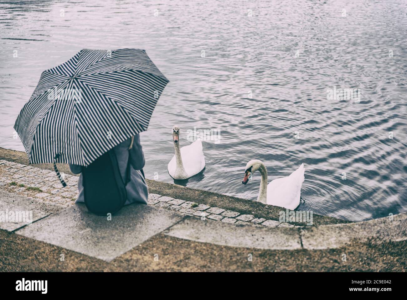 Parco cittadino stile di vita scena di donna rilassante da stagno che alimenta due cigni all'aperto. Persona che tiene l'ombrello sotto la pioggia seduto nell'area pubblica urbana Foto Stock