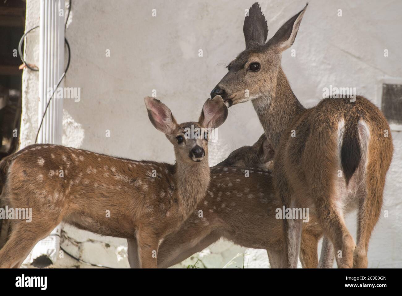 Una madre mulo cervo e la sua pegno in un cortile nella città di Berkeley, California. Foto Stock
