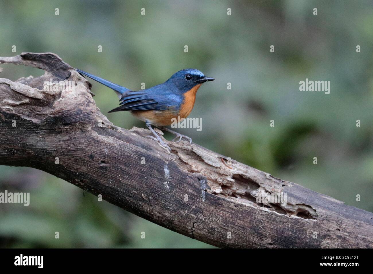 Chinese Blue Flycatcher (Cyornis glaucicomans), male, vista laterale su log, Contea di Yingjiang, Yunnan sud-ovest, Cina 24 dicembre 2018 Foto Stock