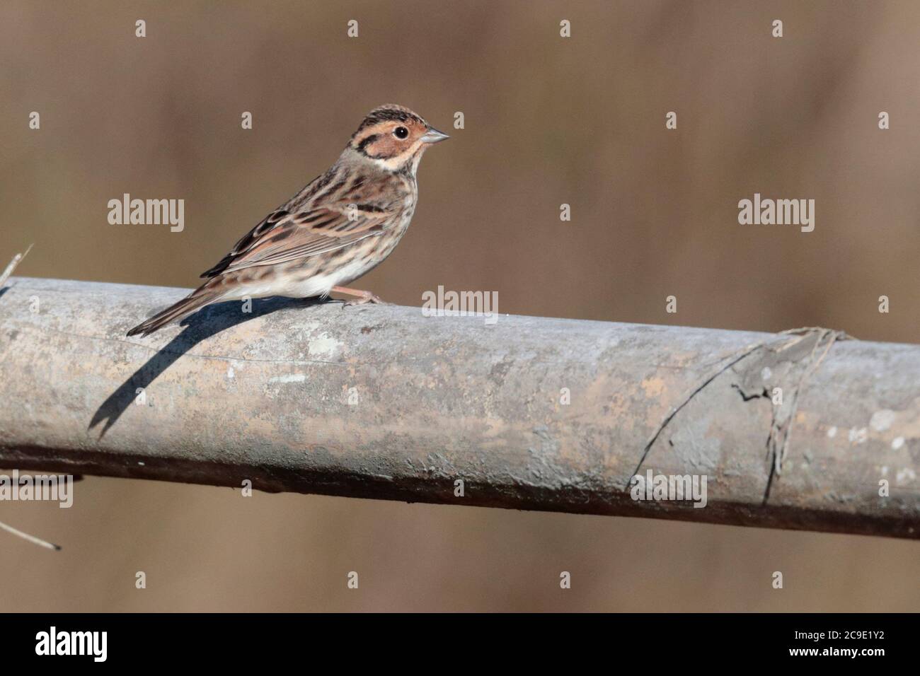 Little Bunting (Emberiza pusilla), terreni agricoli, Contea di Yingjiang, Yunnan sud-ovest, Cina 27 dicembre 2018 Foto Stock