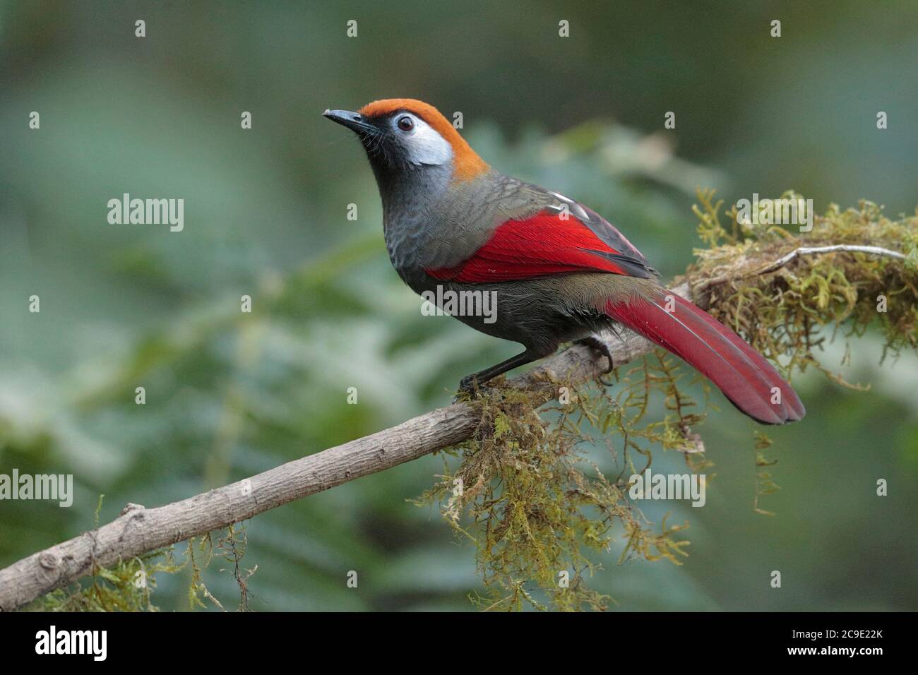 Vista laterale del Laughingthrush dalla coda rossa (Trochalopteron milnei), selvaggia, ma attratta dalla stazione di alimentazione, Gaoligong Shan, Yunnan sud-occidentale, China Winter Foto Stock