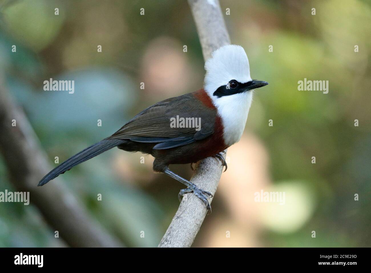 White-crested Laughingthrush (Garrulax leucolophus) vista laterale, 'Hornbill Valley', Contea di Yingjiang, sud-ovest Yunnan, Cina dicembre 2018 Foto Stock