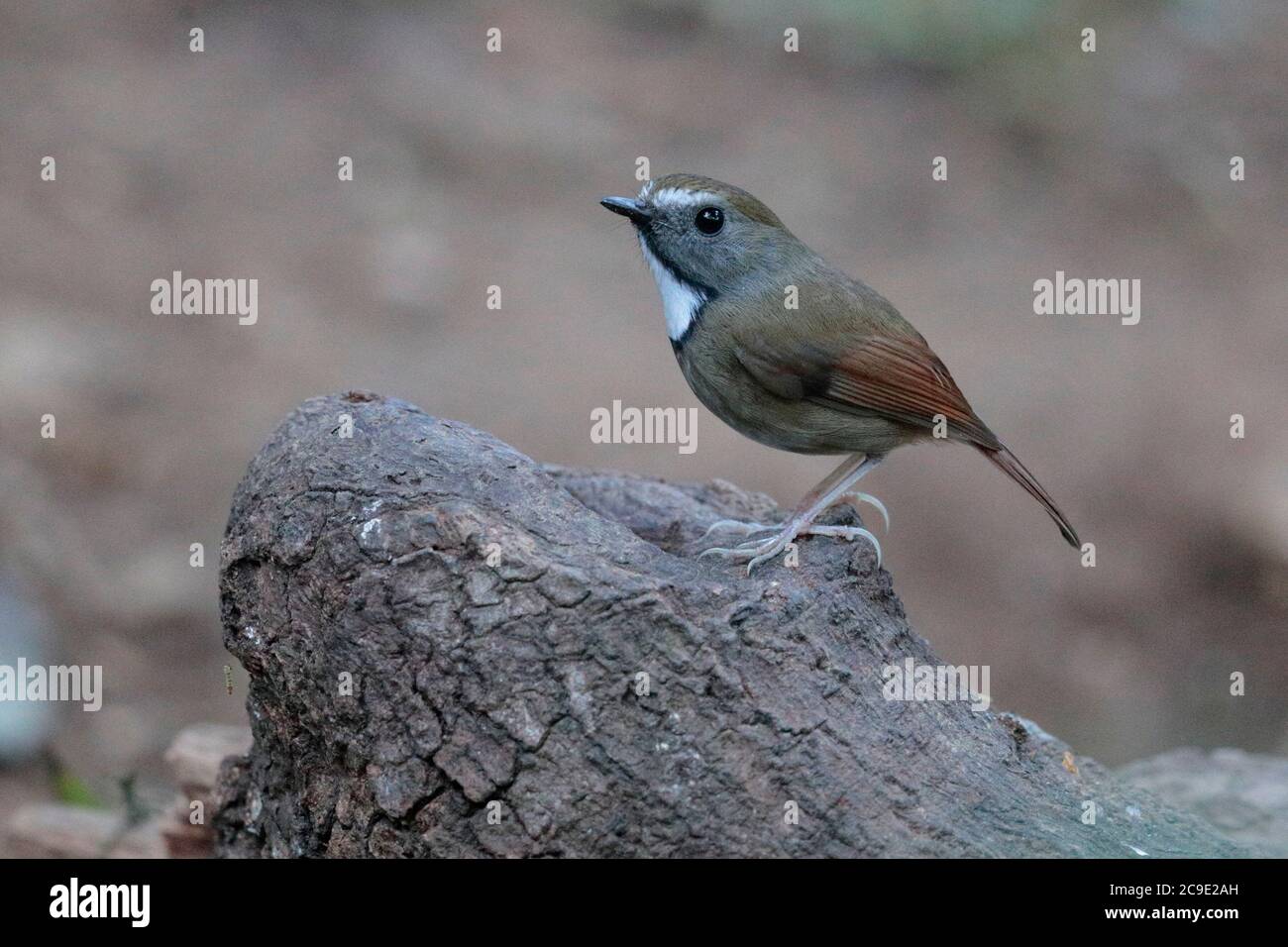 Flycatcher (Ficidula monileger), vista laterale, 'Hornbill Valley', Contea di Yingjiang, sud-ovest Yunnan Cina dicembre 2018 Foto Stock