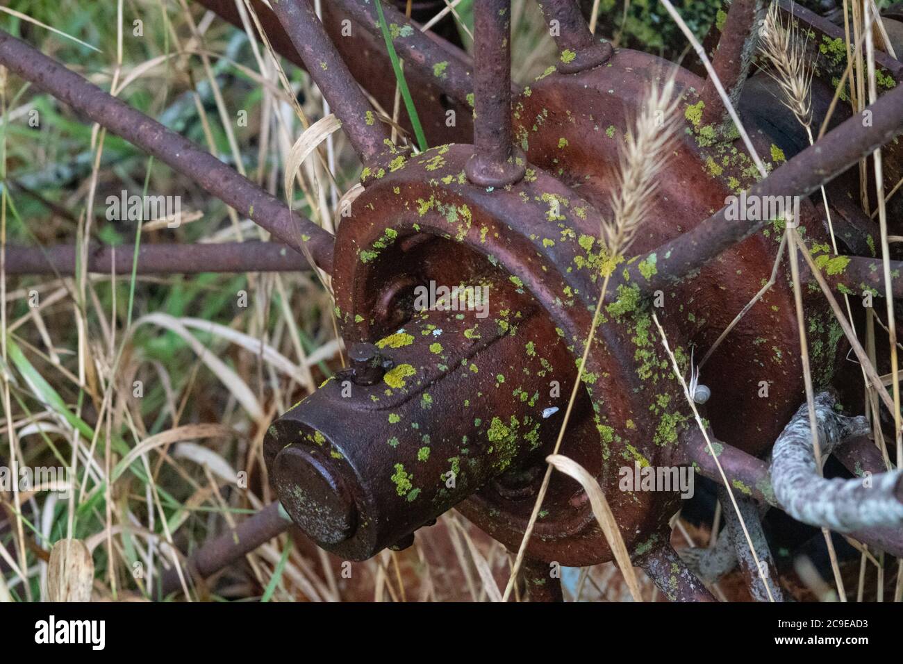 Antico abbandonato arrugginito attrezzature agricole lasciato in un campo coperto di muschio. Un residuo dei tempi passati e della vita prima della tecnologia moderna. Foto Stock