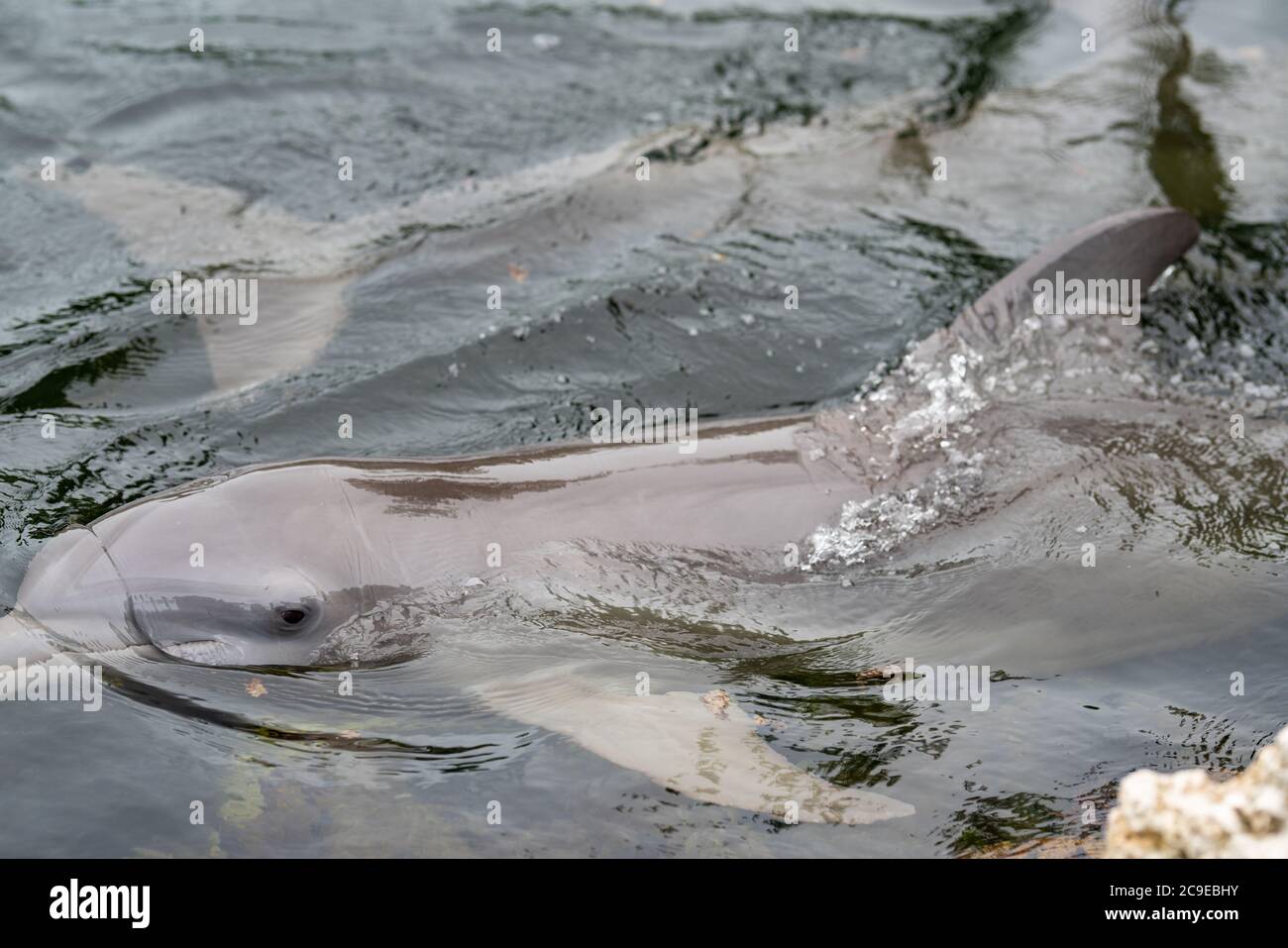 Dolphin in movimento foto Foto Stock