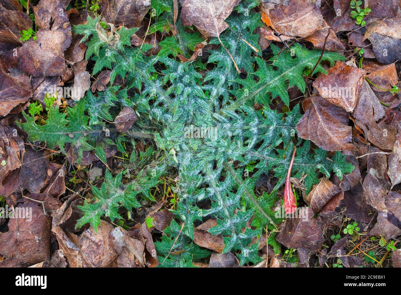 Toro Thistle (Cirsium vulgare) Erbe selvatiche commestibili e medicinali Foto Stock