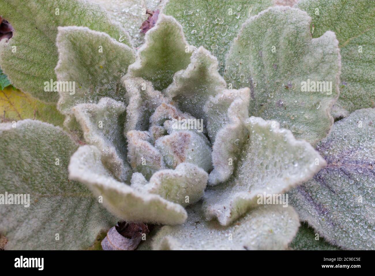 Mulleina (Verbascum thapsus) Erbe selvatiche commestibili e medicinali. Foto Stock