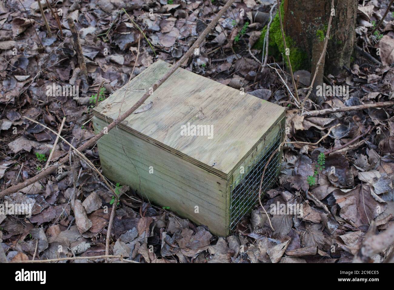 Trappole per il controllo di peste in un bosco locale. Queste trappole stanno catturando i hedgehogs! Foto Stock