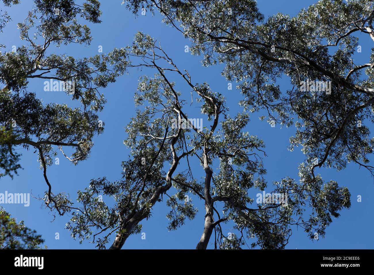 Guardando verso il cielo blu verso la cima di alberi nativi e rami colpiti dalla luce del sole nella baia di Apollo durante un'escursione Foto Stock