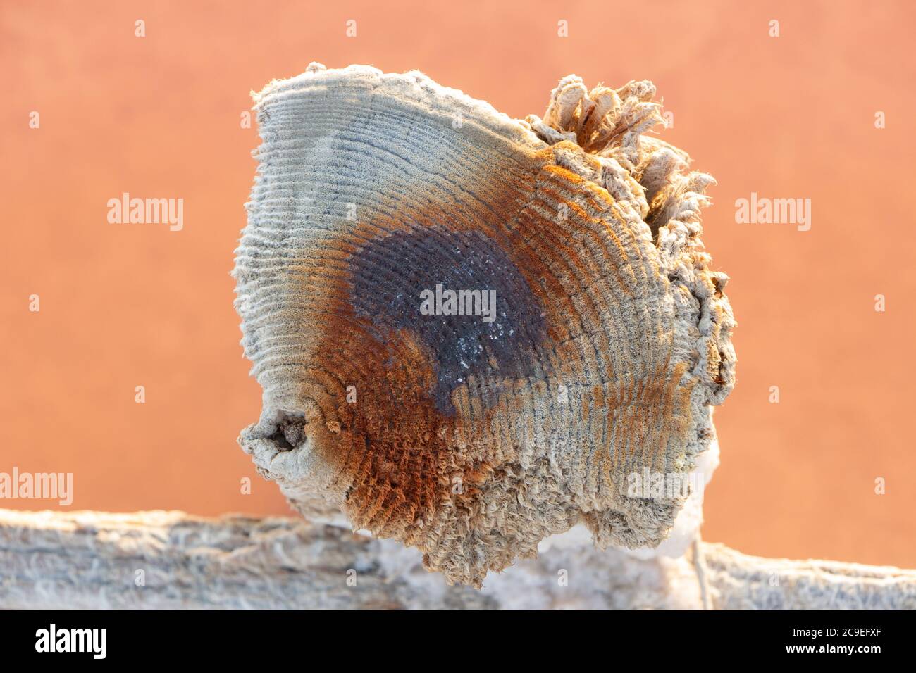 Un vecchio ceppo, cerchi in piedi nell'acqua di un lago rosa coperto di sale. Foto Stock