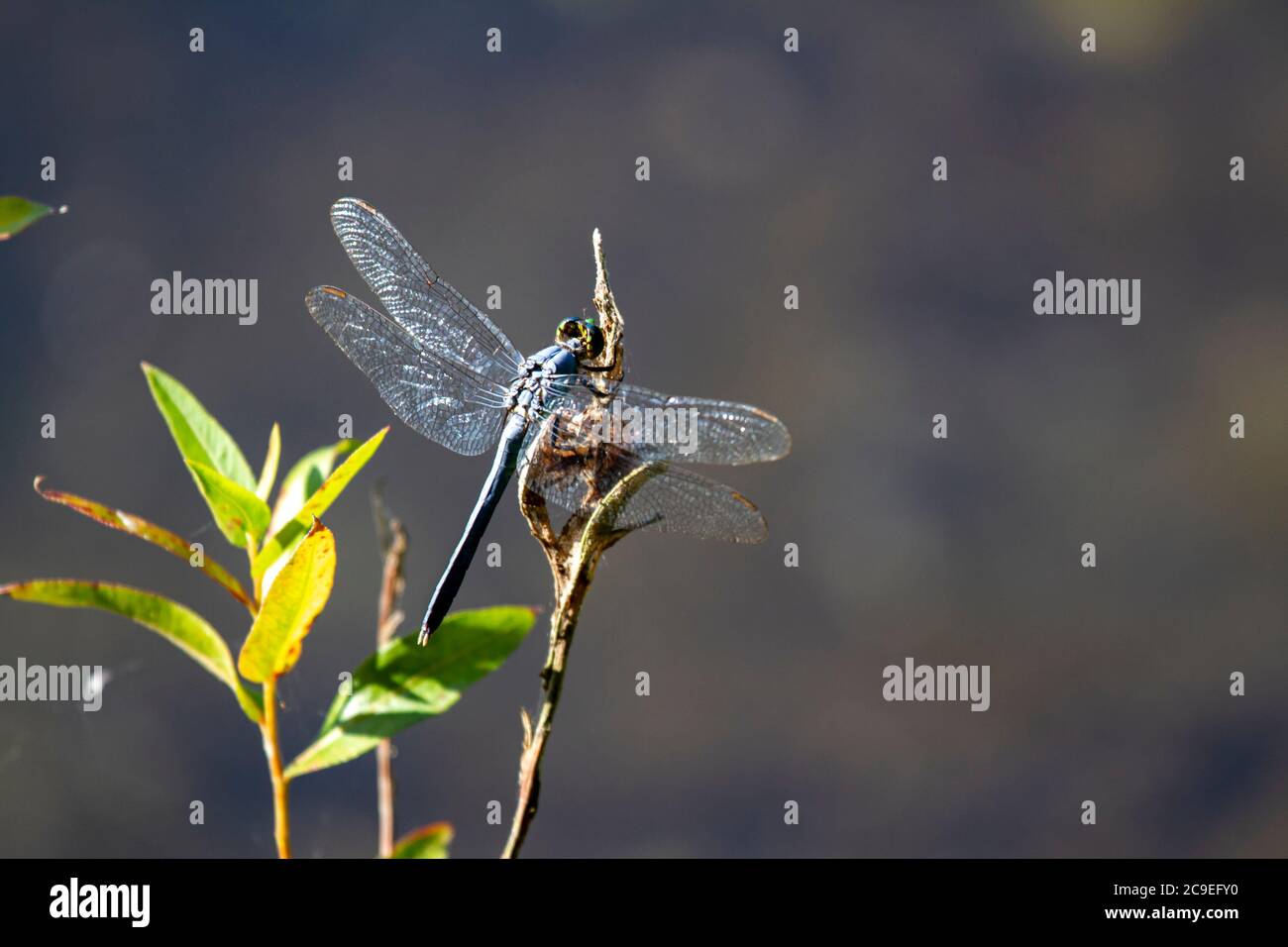 Una grande libellula blu skimmer (Libellula vibra) che riposa su una pianta con le sue ali che riflettono la luce solare. È originario della costa orientale degli Stati Uniti. Questo è un Foto Stock