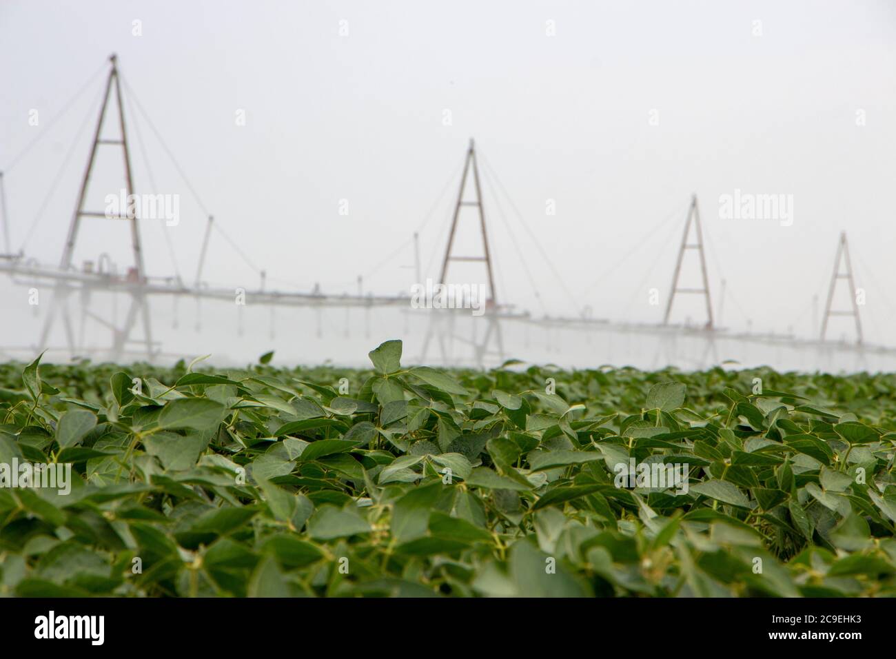 Impianto di irrigazione per irrigazione di campi agricoli, irrigazione efficiente per coltivazione di soia. Foto Stock Impianto di irrigazione per irrigazione di campi agricoli, irrigazione efficiente per coltivazione di soia. Foto Stock