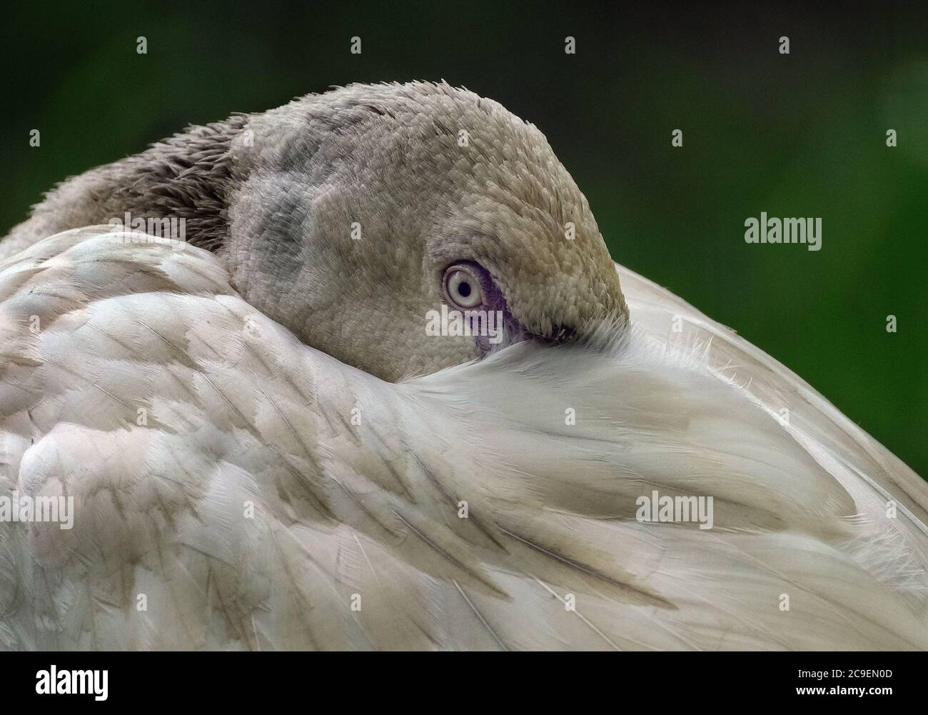 Flamingo, (ordine fenicotteriformes), una qualsiasi di sei specie di alto, uccelli rosa di guado con spesse bollette rovesciate. I fenicotteri hanno gambe sottili. Foto Stock