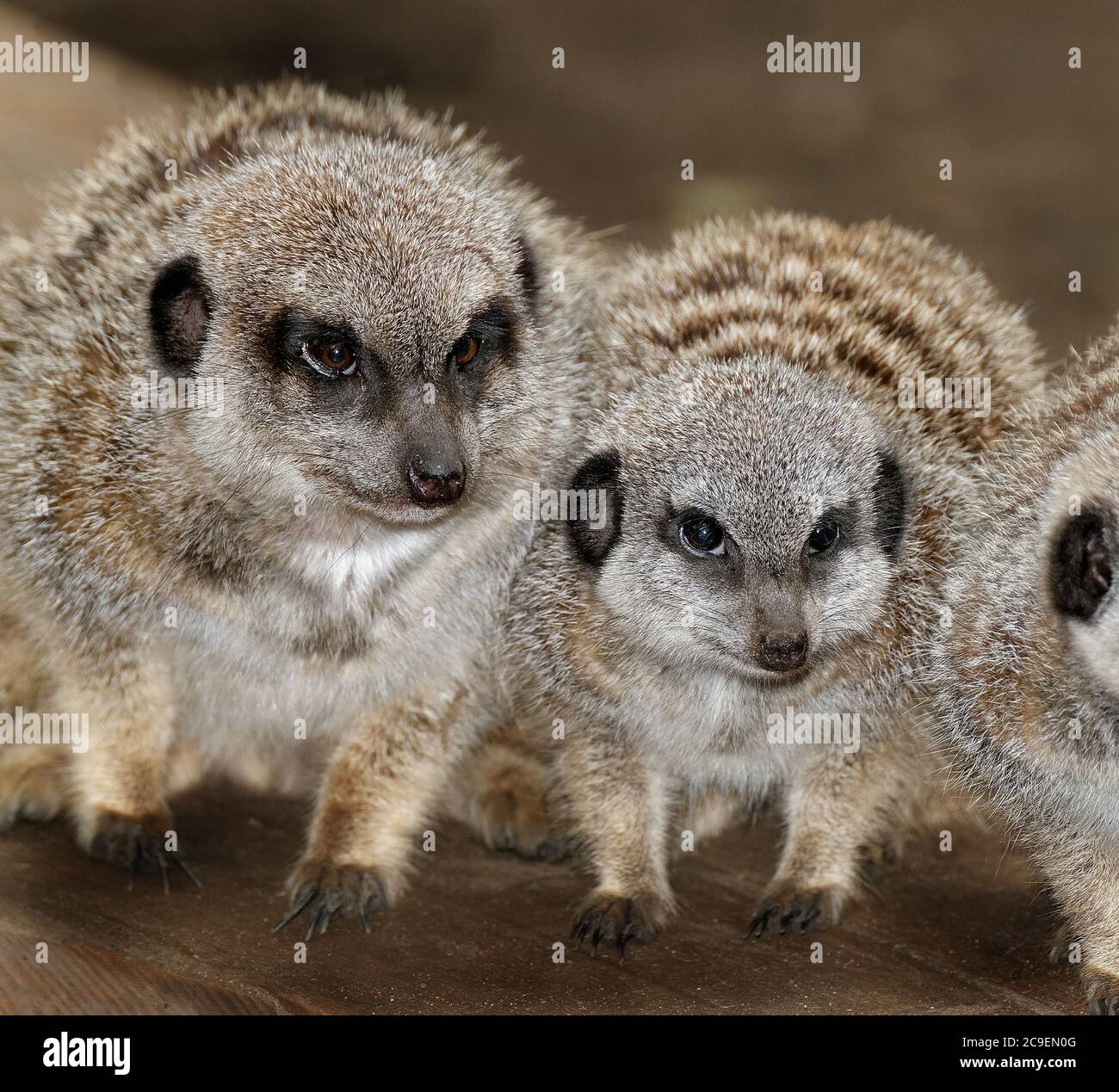 Il meerkat (Suricata suricatta) o suricato è un piccolo carnivoro della famiglia delle Mongoose. È l'unico membro del genere Suricata. Foto Stock