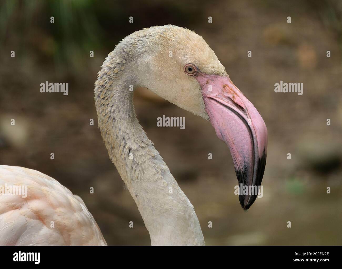 Flamingo, (ordine fenicotteriformes), una qualsiasi di sei specie di alto, uccelli rosa di guado con spesse bollette rovesciate. I fenicotteri hanno gambe sottili. Foto Stock