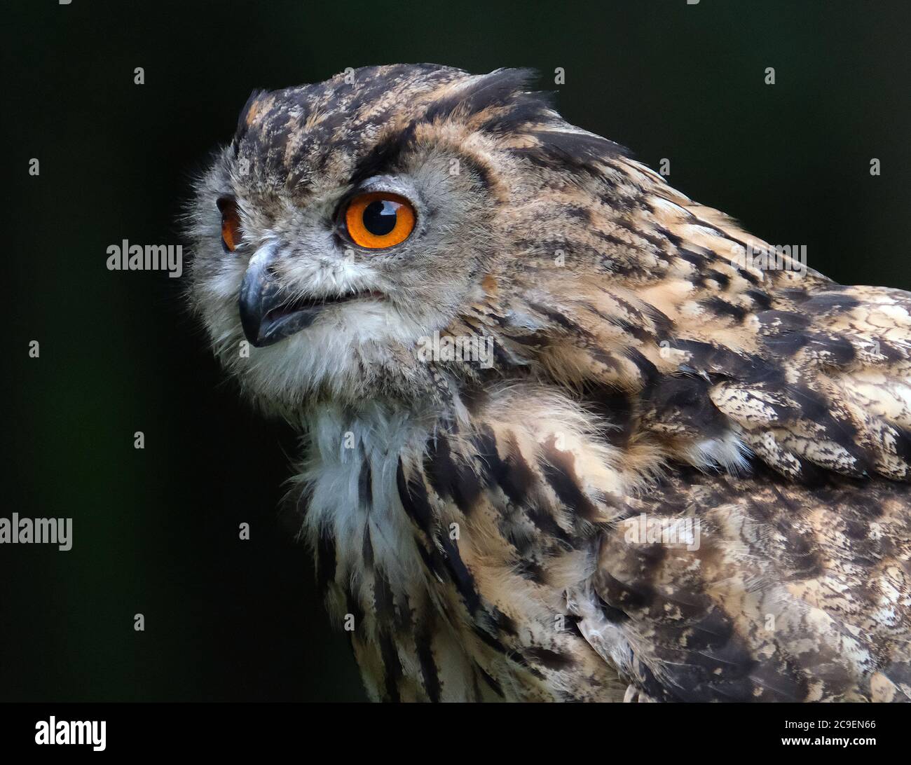 Eagle Owl in mostra presso il parco faunistico del Regno Unito. Foto Stock