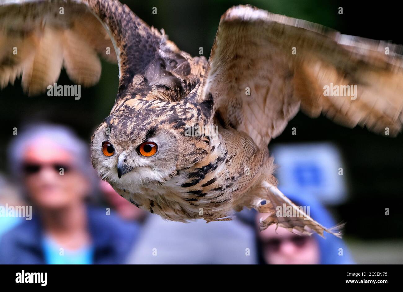 Eagle Owl in mostra presso il parco faunistico del Regno Unito. Foto Stock