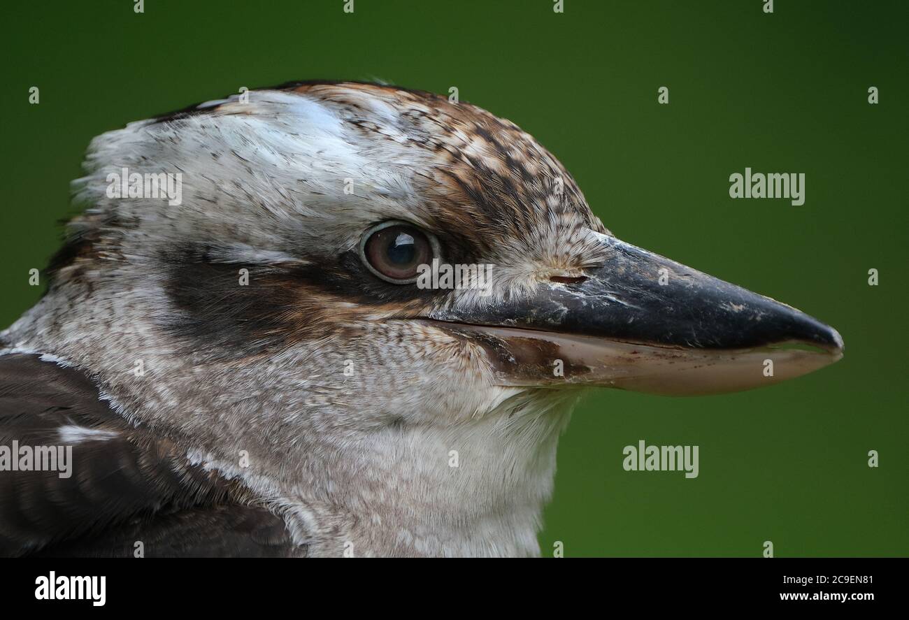 I kookaburras sono dei kingfisher terrestri del genere Dacelo nativo dell'Australia e della Nuova Guinea, che crescono tra i 28 e i 42 centi Foto Stock