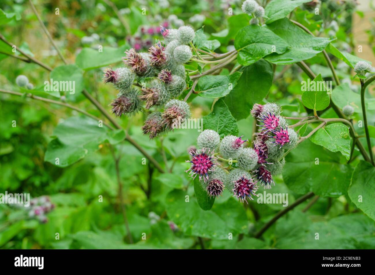 Fiori del grande Burdock (Arctium lappa). Messa a fuoco selettiva con profondità di campo ridotta. Foto Stock