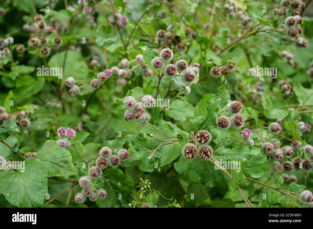 Fiori del grande Burdock (Arctium lappa). Messa a fuoco selettiva con profondità di campo ridotta. Foto Stock