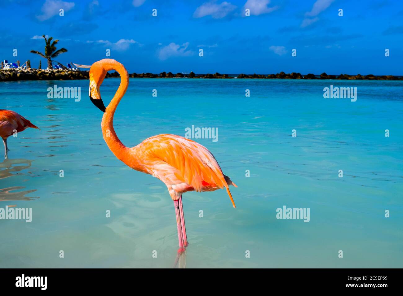Fenicottero rosa che cammina sulla spiaggia dell'isola di Aruba, Mar dei Caraibi, Isola del Rinascimento Foto Stock