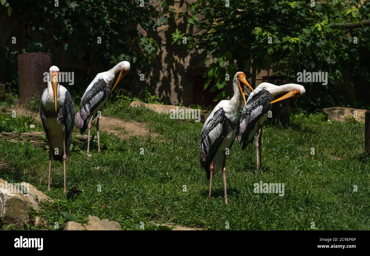 Un gregge di cicogne dipinte nello zoo. Cicogne dipinte del sud-est asiatico. Foto Stock