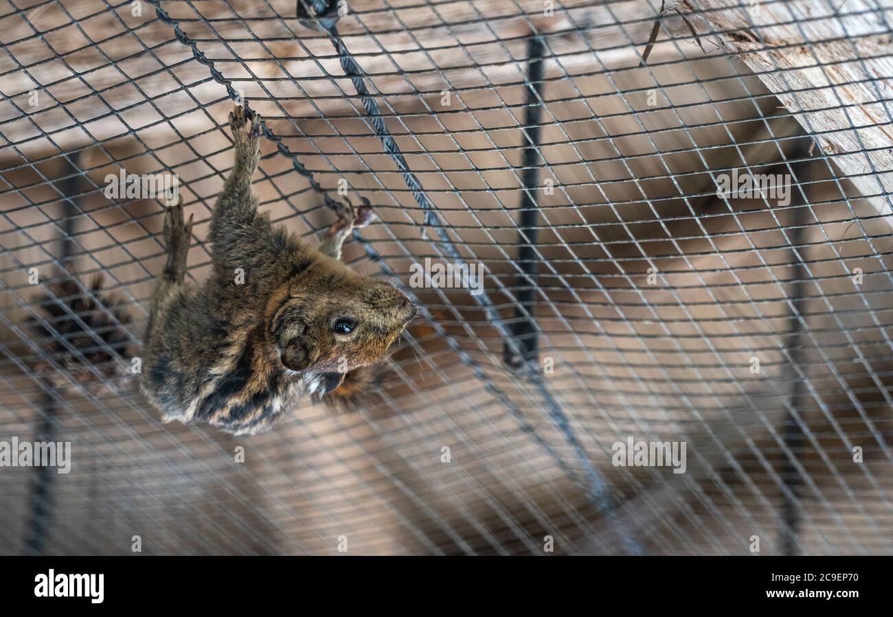 Chipmunk è appeso capovolto sul soffitto della gabbia nello zoo. Foto Stock