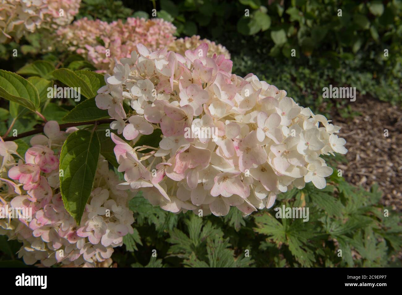 Colori autunnali delle teste di fiori spazzolate rosa di un arbusto di Hydrangea Paniculate (Hydrangea paniculata 'Silver Dollar') in un giardino rurale Foto Stock