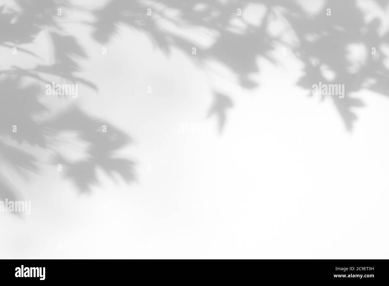 Ombra grigia sfocata di foglie di biancospino su una parete bianca. Astratto di natura neutrale concetto di fondo. Spazio per il testo. Ombra per un effetto di luce naturale Foto Stock