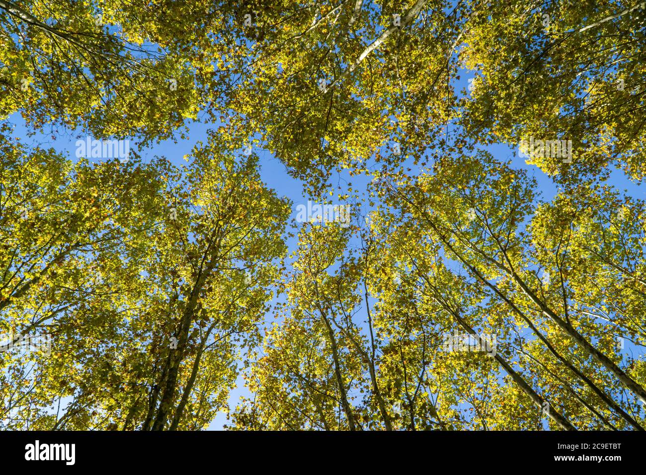 Colorate cime degli alberi autunnali nella foresta autunnale con cielo blu. Alberi verdi e arancioni dal basso. Fogliame autunnale Foto Stock