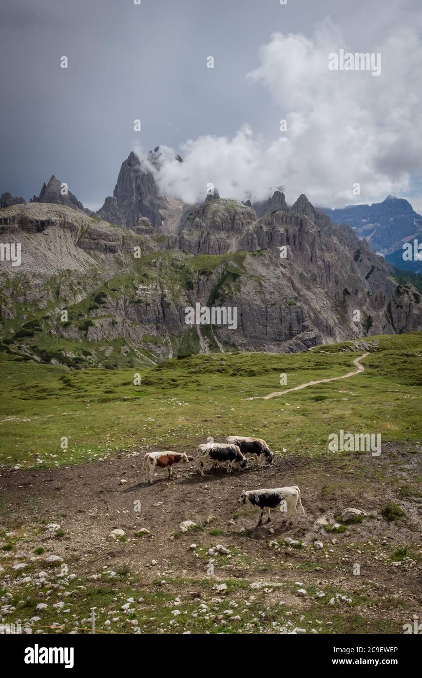 Bella scena di un gruppo di mucche su un prato verde di fronte alle suggestive vette delle Dolomiti italiane, in un giorno estivo nuvoloso, Mar Foto Stock
