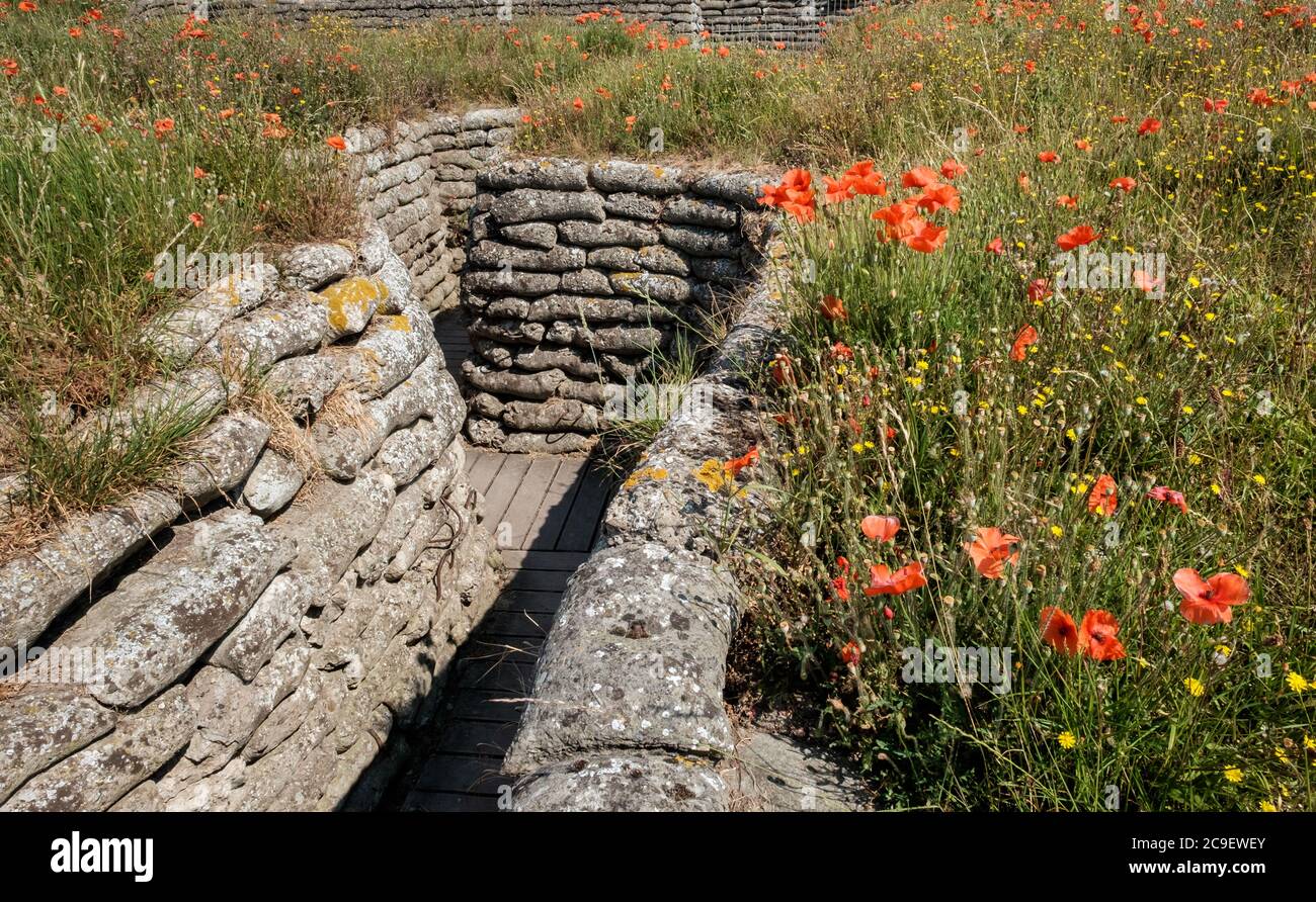 I Guerra Mondiale trincee noto come Dodengang (Trench di morte) circondato da papaveri. Situato vicino a Diskmuide, Fiandre, in Belgio Foto Stock