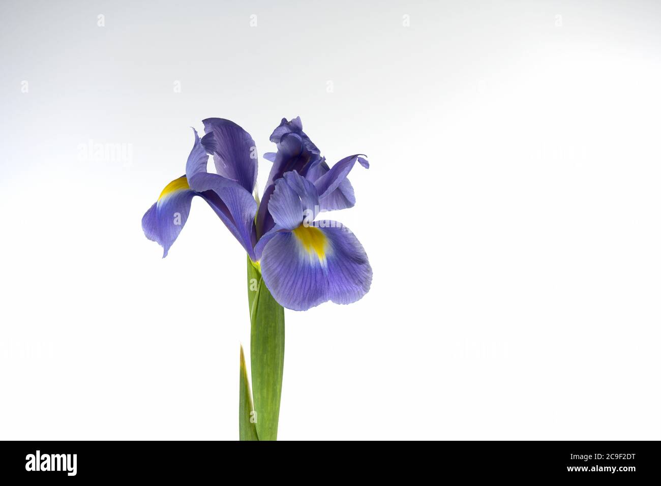 Viola Iris fotografato su uno sfondo bianco chiaro Foto Stock