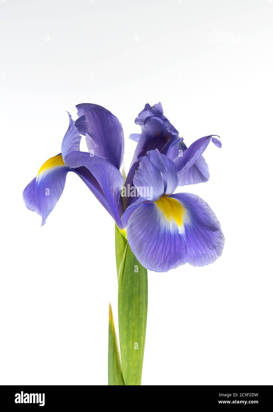 Viola Iris fotografato su uno sfondo bianco chiaro Foto Stock