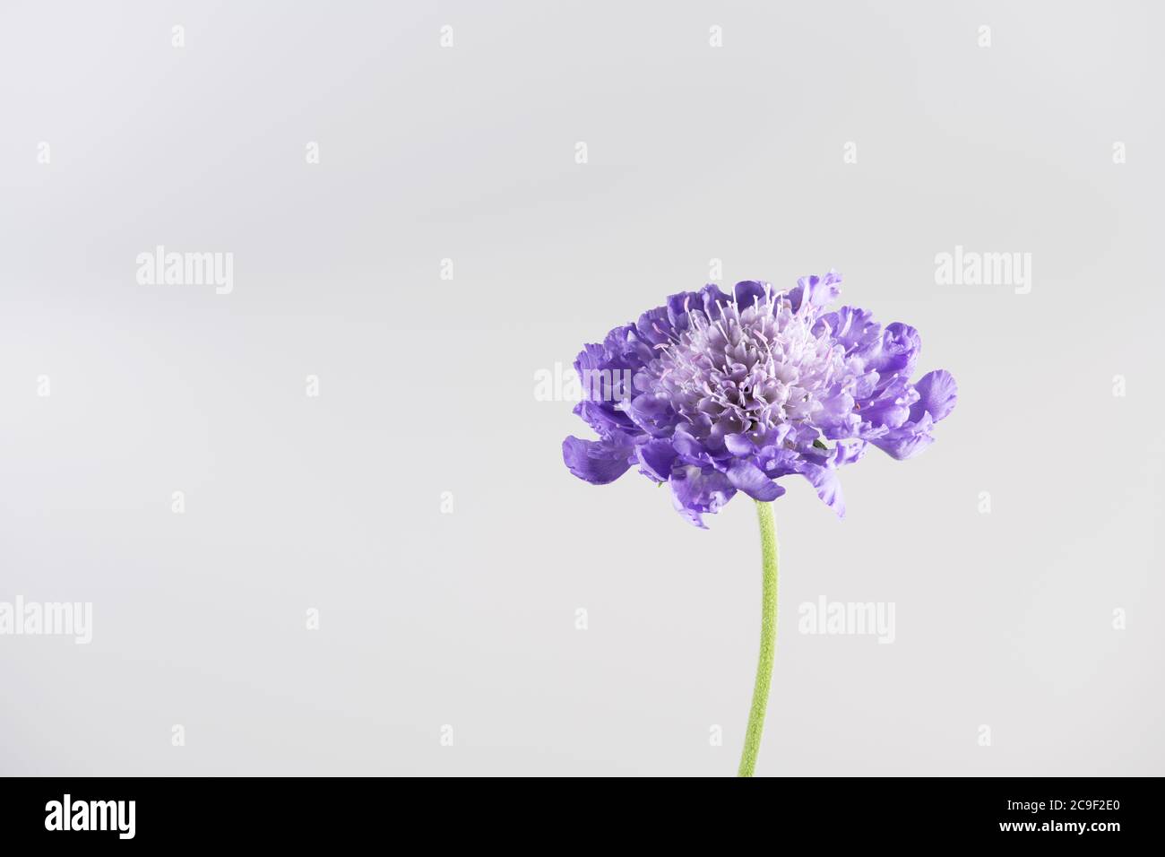 Fiore singolo blu Scabious su uno sfondo bianco chiaro Foto Stock